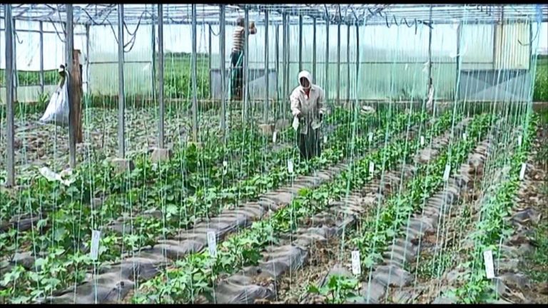 Studim për bujqësinë, do të identifikohen produktet që do mbështeten në 2019 jo mbivendosje me IPARD II