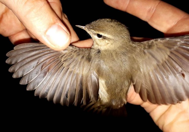 Zbulohet zogu i rrallë në Shqipëri, studiuesi: Fishkëllyesi i Murrmë, e jashtëzakonshme!( foto)
