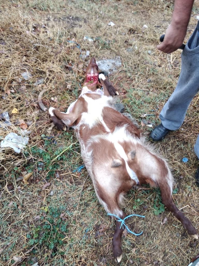 Bllokohet mish dhe peshk në tregun e Milotit, gjoba shitësve