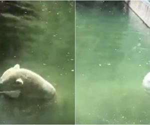 E pabesueshme/ Ia hodhën si ushqim, ariu polar kërkon të shpëtojë jetën e zogut (video)