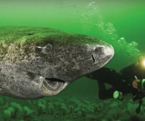 Fotot spektakolare të peshkaqenit 400 vjeçar, krijesa më e vjetër e zbuluar në Arktik