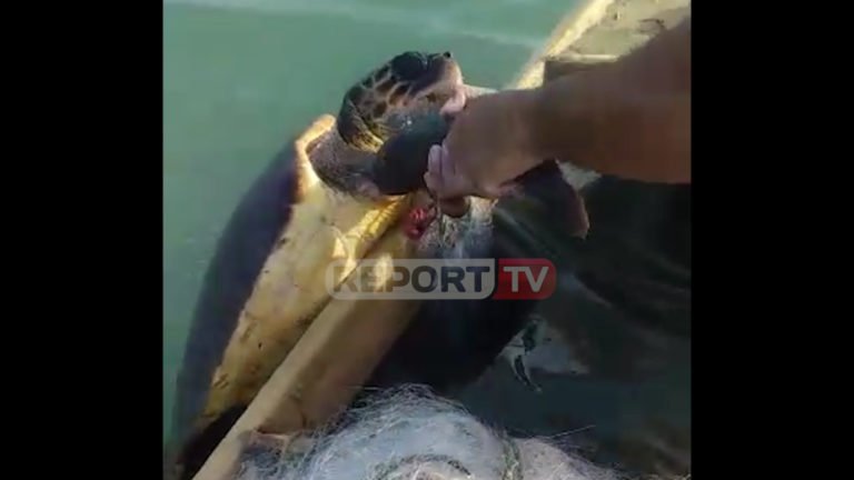 Peshkatari kap breshkën e rrallë në Vlorë: Tani ik edhe mos hajde më, dëgjove? Ciao! /VIDEO