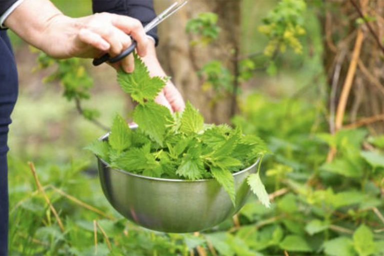 Ju duhen vetëm hithra dhe limon, si të shpëtoni një herë e mirë nga një ndër sëmundjet që vuajmë më shumë ne shqiptarët