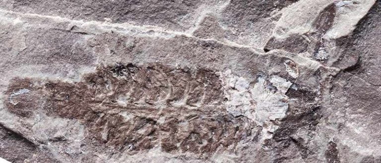 A e dini se cila ka qenë kafsha e parë që ka ecur mbi Tokë? Bëhet zbulimi i madh