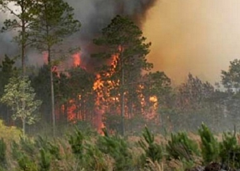 Ndezi zjarr në tokën e tij, por dogji masivin e pyjeve. Në pranga kryeplaku
