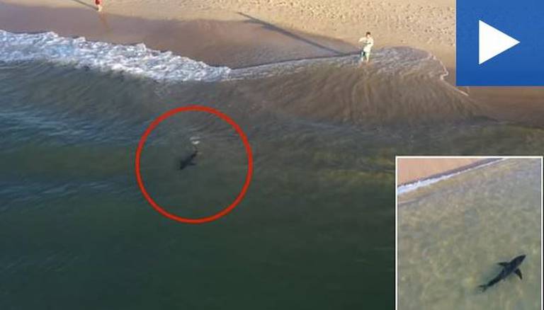 Tronditet fotografi/ ‘Vë duart në kokë’ kur sheh se çfarë kishin kapur kamerat fare pranë bregut: Nuk iu besova syve…!