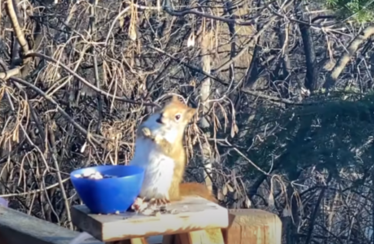 Videoja që po thyen rrjetin/ Ketri i dehur kthehet në hit në internet, veprimet e tij i lanë pa fjalë të gjithë