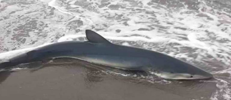 Dallgët e shumta të detit nxjerrin peshkaqenin e ngordhur afër bregut në Velipojë