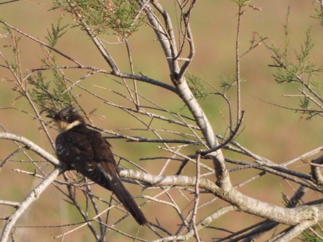 Befasohen studiuesit, një shpendi i rrallë bën fole për herë të parë në Shqipëri