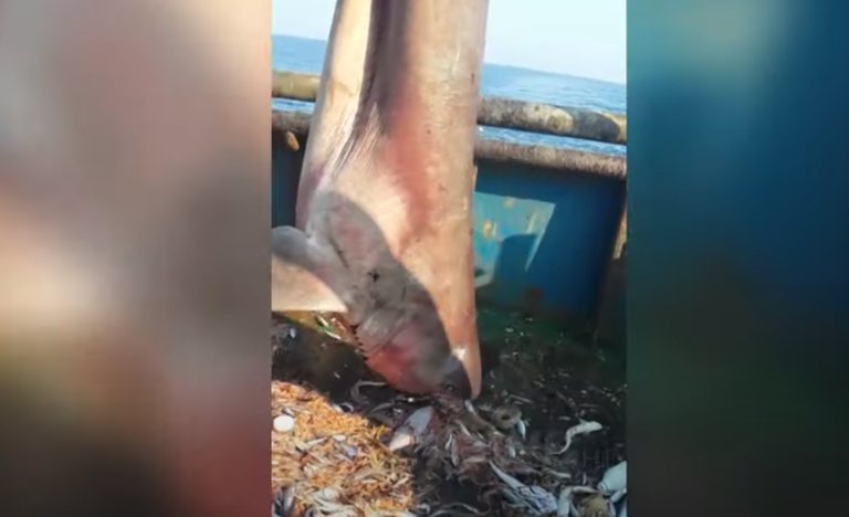 Gjendet krijesa gjigande në Durrës, peshkatarët befasohen nga ajo që shikojnë (VIDEO)