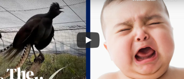 Video që po ‘thyen’ rrjetin/ Qan si një fëmijë, ky zog po i habit të gjithë me këngën e tij