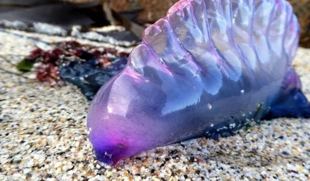 Quhet ndryshe kafsha “terror lundrues”! Një specie vdekjeprurëse ‘pushton plazhet’, mund të vrasë edhe nëse ka ngordhur