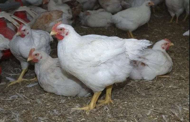 B9523F3B-35D0-456B-9AA0-0ACDC1A7086F