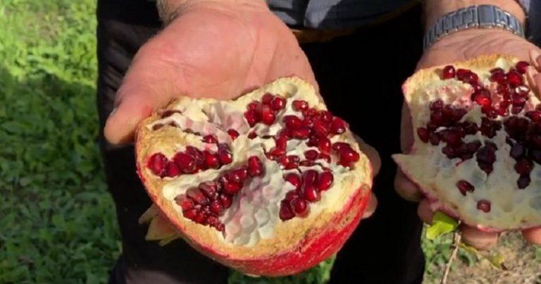 Konsiderohet si “mrekullia” e vjeshtës, 4 sëmundjet që lufton konsumimi i shegës çdo ditë