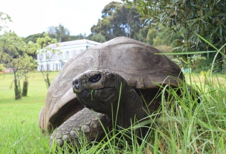 Breshka më e vjetër në botë ka sot ditëlindjen, nuk do e besoni dot sa vjeç bën Jonathan