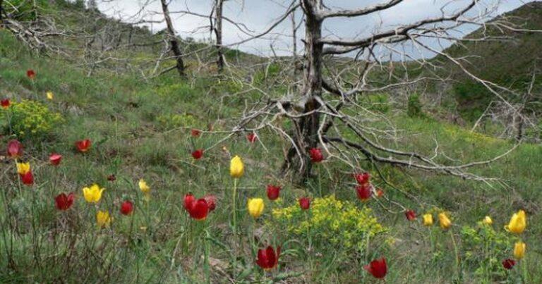 Rritet vetëm në këtë qytet të vendit tonë, Tulipani shqiptar shpallet monument natyre. Kumbaro zbardh vendimin