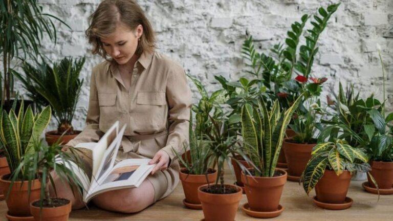 Duke i rritur këto bimë, do të shpëtoni nga mushkonjat në mënyrë natyrale