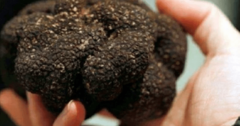 Gazetarja zbulon rrënjën më të shtrenjtë në botë: Shitet deri në 90 mijë Euro, gjendet edhe në vendin tonë