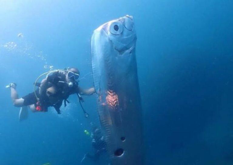 Zhytësit përballen me peshkun “Remo”, parashikon tërmetet e cunami