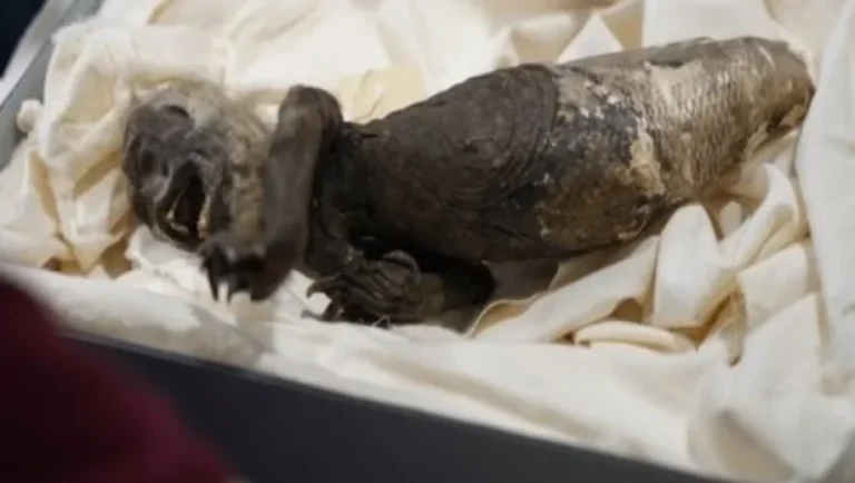 U gjet në vitin 1906, studiuesit zbardhin misterin e ‘sirenës’