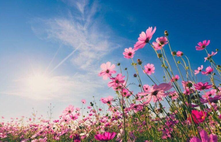 Më 14 Mars zgjohen zanat e Pranverës, gojëdhëna për Ditën e Verës! Pse kremtohet më shumë në Elbasan