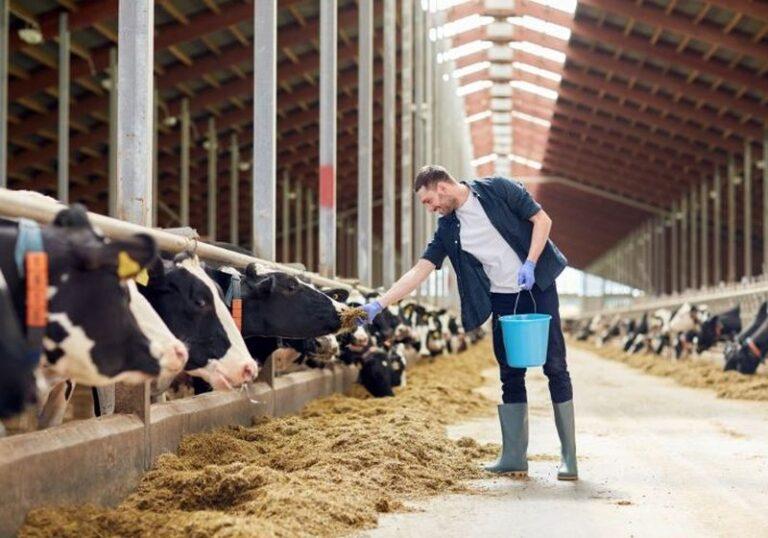 Zbardhen rregullat e reja për ndërtimin e serave dhe stallave, shfrytëzim i tokës deri në 90%