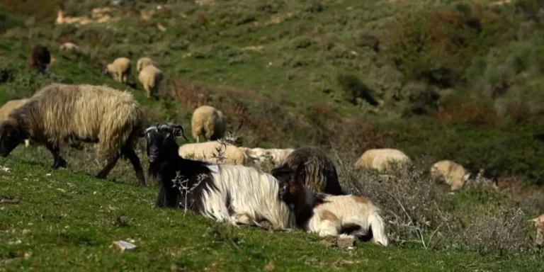 Murtaja e kafshëve/ Shtohen kontrollet dhe paralajmërimet për fermerët
