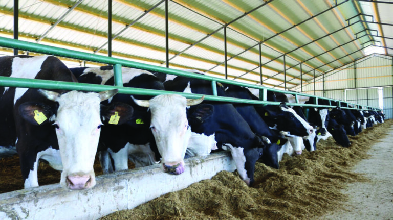 “I rrezikshëm sepse forcon rezistencën ndaj medikamentit tek njerëzit”, vrojtimi: 40% e fermave të kafshëve në Shqipëri përdorin antibiotikë