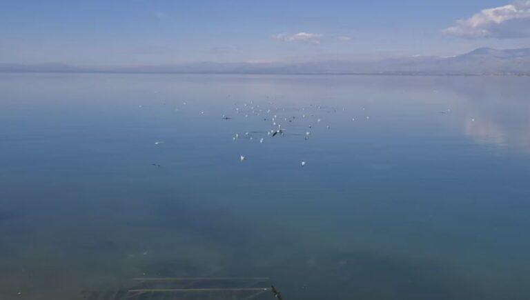 “Ka ndërhyrjeve të jashtëligjshme”, VOA: Dëmtimi i ekosistemit natyror të Liqenit të Shkodrës