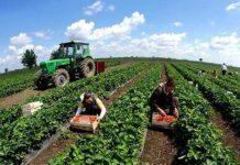 Sigurimi i fermerëve, kush përfshihet në skemë?