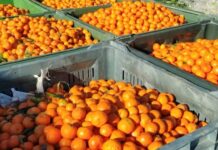 “Nuk ka treg”/ Kriza e mandarinave në Konispol