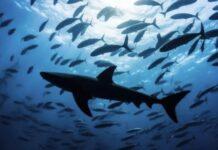 Zbulim i rrallë në oqean/ Një specie e re, që tejkalon përmasa e “Peshkaqenit të bardhë”