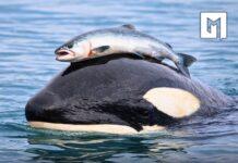 “Kapelja e salmonit”/ Sjellja e mister e Orca- ve