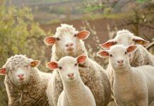 Shpërthen murtaja, Kosova merr masa, ndalon importin e deleve dhe dhive nga Shqipëria