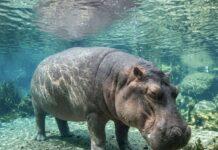 Hipopotamët: Supergjigantët e Lumit që Flasin Nën Ujë