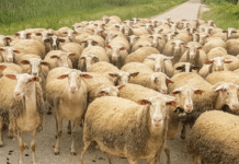 Rikthehet murtaja e bagëtive në Shkodër, groposen rreth 20 krerë dele
