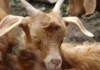 “Plasja” bie mbi disa krerë bagëti në Gjirokastër, autoritetet thirrje fermerëve të njoftojnë menjëherë veterinerët