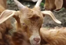 “Plasja” bie mbi disa krerë bagëti në Gjirokastër, autoritetet thirrje fermerëve të njoftojnë menjëherë veterinerët
