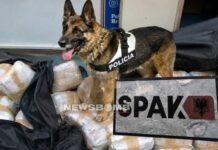 Detaje nga dosja Aruba/ Kokainë drejt Ukrainës dhe Polonisë, si kamuflohej droga për t’i shpëtuar qenit të kufirit