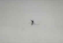 Rasti i parë me ethet e Nilit në Shqipëri/ Sëmundja konfirmohet në Korçë, ekspertët: Përhapet nga pickimi i mushkonjave!