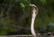 Si ngrihen gjarpërinjtë pa pasur këmbë?/ Shkencëtarët zbulojnë sekretin